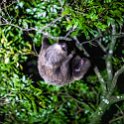 CRI PUN Monteverde 2019MAY13 Kinkajou 019 : - DATE, - PLACES, - TRIPS, 10's, 2019, 2019 - Taco's & Toucan's, Americas, Central America, Costa Rica, Day, Kinkajou Night Walk, May, Monday, Monteverde, Month, Puntarenas, Year