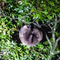 CRI PUN Monteverde 2019MAY13 Kinkajou 020 : - DATE, - PLACES, - TRIPS, 10's, 2019, 2019 - Taco's & Toucan's, Americas, Central America, Costa Rica, Day, Kinkajou Night Walk, May, Monday, Monteverde, Month, Puntarenas, Year