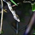CRI PUN Monteverde 2019MAY13 Kinkajou 021  90% of the group walked strraight past this python and only cottoned on because they were curious as to what I was taking photos of. : - DATE, - PLACES, - TRIPS, 10's, 2019, 2019 - Taco's & Toucan's, Americas, Central America, Costa Rica, Day, Kinkajou Night Walk, May, Monday, Monteverde, Month, Puntarenas, Year