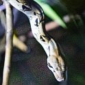 CRI PUN Monteverde 2019MAY13 Kinkajou 022 : - DATE, - PLACES, - TRIPS, 10's, 2019, 2019 - Taco's & Toucan's, Americas, Central America, Costa Rica, Day, Kinkajou Night Walk, May, Monday, Monteverde, Month, Puntarenas, Year