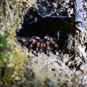 CRI PUN Monteverde 2019MAY13 Kinkajou 023  Here's a good reason why I never go exploring holes without a stick! : - DATE, - PLACES, - TRIPS, 10's, 2019, 2019 - Taco's & Toucan's, Americas, Central America, Costa Rica, Day, Kinkajou Night Walk, May, Monday, Monteverde, Month, Puntarenas, Year