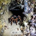 CRI PUN Monteverde 2019MAY13 Kinkajou 026 : - DATE, - PLACES, - TRIPS, 10's, 2019, 2019 - Taco's & Toucan's, Americas, Central America, Costa Rica, Day, Kinkajou Night Walk, May, Monday, Monteverde, Month, Puntarenas, Year