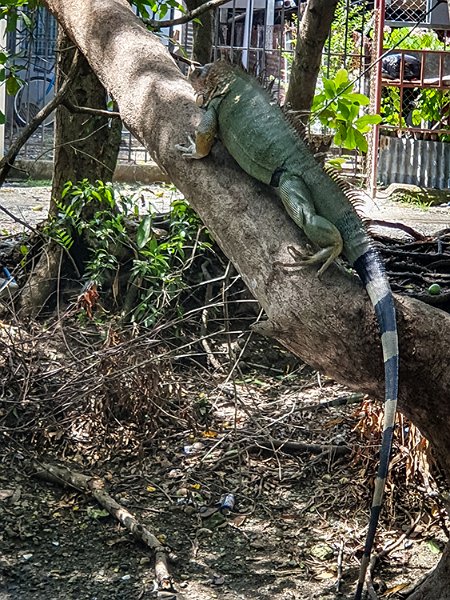 CRI PUN Quepos 2019MAY15 004