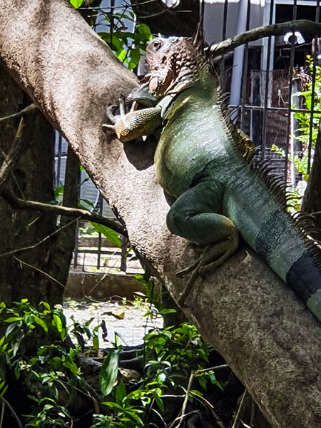 CRI PUN Quepos 2019MAY15 006
