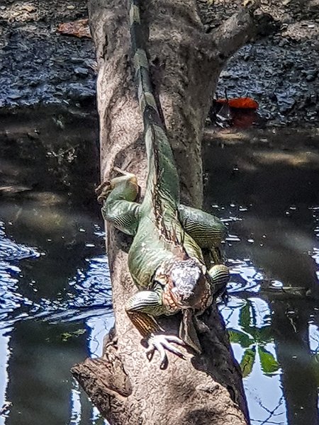 CRI PUN Quepos 2019MAY15 008