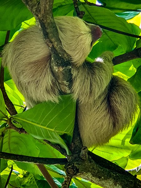 CRI PUN Quepos 2019MAY15 011