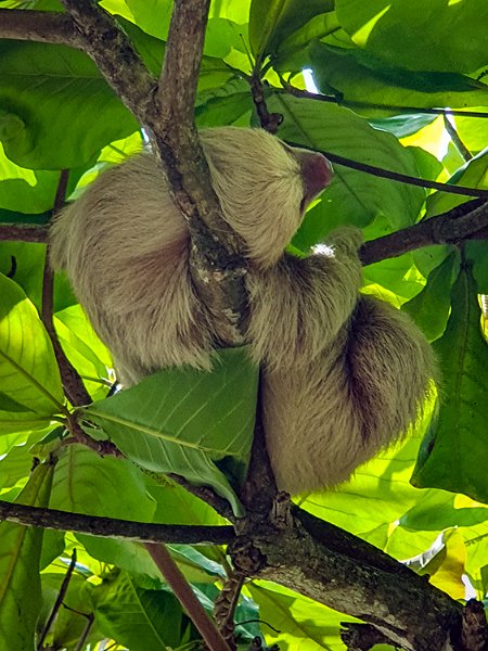 CRI PUN Quepos 2019MAY15 012