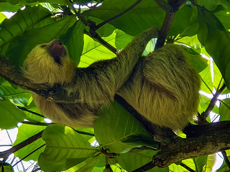 CRI PUN Quepos 2019MAY15 015