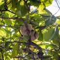 CRI PUN Quepos 2019MAY15 013 : - DATE, - PLACES, - TRIPS, 10's, 2019, 2019 - Taco's & Toucan's, Americas, Central America, Costa Rica, Day, May, Month, Puntarenas, Quepos, Wednesday, Year