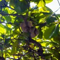 CRI PUN Quepos 2019MAY15 014 : - DATE, - PLACES, - TRIPS, 10's, 2019, 2019 - Taco's & Toucan's, Americas, Central America, Costa Rica, Day, May, Month, Puntarenas, Quepos, Wednesday, Year