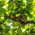 CRI PUN Quepos 2019MAY15 016 : - DATE, - PLACES, - TRIPS, 10's, 2019, 2019 - Taco's & Toucan's, Americas, Central America, Costa Rica, Day, May, Month, Puntarenas, Quepos, Wednesday, Year