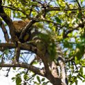 CRI PUN Quepos 2019MAY16 001  After 4 hours checking out   Parque Nacional Manuel Antonio  , I headed back to   Quepos   to try and catch some shots of the “ El Hefe ” iguana we came across yesterday that was sunning itself of the manky stream that runs through town. : - DATE, - PLACES, - TRIPS, 10's, 2019, 2019 - Taco's & Toucan's, Americas, Central America, Costa Rica, Day, May, Month, Puntarenas, Quepos, Thursday, Year