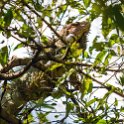 CRI PUN Quepos 2019MAY16 002 : - DATE, - PLACES, - TRIPS, 10's, 2019, 2019 - Taco's & Toucan's, Americas, Central America, Costa Rica, Day, May, Month, Puntarenas, Quepos, Thursday, Year