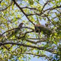 CRI PUN Quepos 2019MAY16 004 : - DATE, - PLACES, - TRIPS, 10's, 2019, 2019 - Taco's & Toucan's, Americas, Central America, Costa Rica, Day, May, Month, Puntarenas, Quepos, Thursday, Year