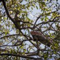 CRI PUN Quepos 2019MAY16 005 : - DATE, - PLACES, - TRIPS, 10's, 2019, 2019 - Taco's & Toucan's, Americas, Central America, Costa Rica, Day, May, Month, Puntarenas, Quepos, Thursday, Year