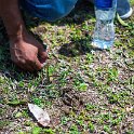 HND COP LasRuinasDeCopan 2019MAY06 Ruins 079  Can you say Tarantula??? : - DATE, - PLACES, - TRIPS, 10's, 2019, 2019 - Taco's & Toucan's, Americas, Central America, Copán, Copán Ruinas, Day, Honduras, Las Ruinas De Copán, May, Maya Site of Copán, Monday, Month, Year
