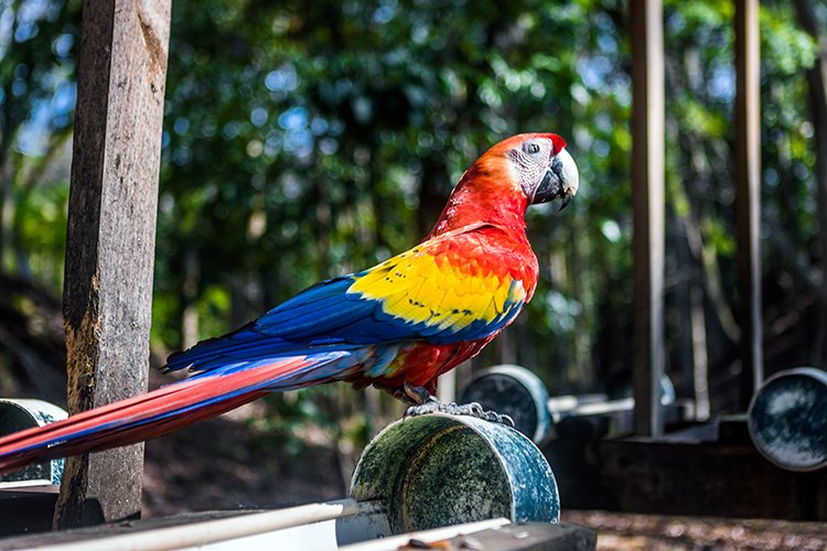 HND COP LasRuinasDeCopan 2019MAY06 Macaws 006