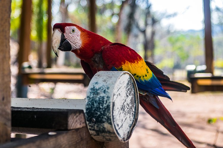 HND COP LasRuinasDeCopan 2019MAY06 Macaws 016