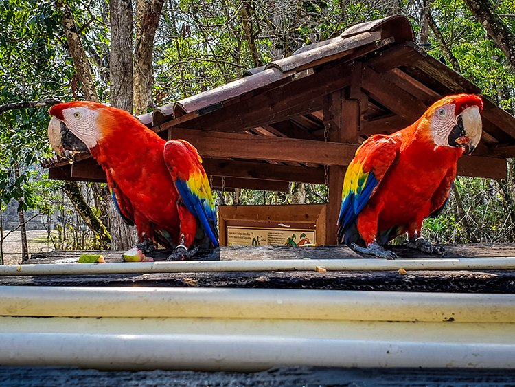 HND COP LasRuinasDeCopan 2019MAY06 Macaws 020