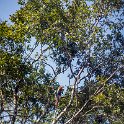 HND COP LasRuinasDeCopan 2019MAY06 Macaws 001  Nestled within the lush 24 square kilometre (14 mi²)   Maya Site of Cop&aacute;n   is the bird sanctuary that is in habited by the brightly coloured   Psittacus Macao  , which we all know as the scarlet macaw. : - DATE, - PLACES, - TRIPS, 10's, 2019, 2019 - Taco's & Toucan's, Americas, Central America, Copán, Copán Ruinas, Day, Honduras, Las Ruinas De Copán, May, Monday, Month, Scarlet Macaws, Year