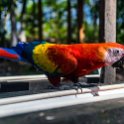 HND COP LasRuinasDeCopan 2019MAY06 Macaws 005  The national bird of Honduras is actually a parrot, primarily coloured red, yellow &amp; blue, grows to about 81 centimetres ( 32 inches ) long, has an average weight of 1 kilogram ( 2.2 pounds ) and inhabits the humid evergreen forests of tropical south-eastern Mexico, the Peruvian Amazon, Colombia, Bolivia, Venezuela and Brazil. : - DATE, - PLACES, - TRIPS, 10's, 2019, 2019 - Taco's & Toucan's, Americas, Central America, Copán, Copán Ruinas, Day, Honduras, Las Ruinas De Copán, May, Monday, Month, Scarlet Macaws, Year