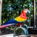 HND COP LasRuinasDeCopan 2019MAY06 Macaws 006 : - DATE, - PLACES, - TRIPS, 10's, 2019, 2019 - Taco's & Toucan's, Americas, Central America, Copán, Copán Ruinas, Day, Honduras, Las Ruinas De Copán, May, Monday, Month, Scarlet Macaws, Year