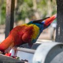 HND COP LasRuinasDeCopan 2019MAY06 Macaws 008 : - DATE, - PLACES, - TRIPS, 10's, 2019, 2019 - Taco's & Toucan's, Americas, Central America, Copán, Copán Ruinas, Day, Honduras, Las Ruinas De Copán, May, Monday, Month, Scarlet Macaws, Year