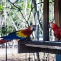 HND COP LasRuinasDeCopan 2019MAY06 Macaws 009 : - DATE, - PLACES, - TRIPS, 10's, 2019, 2019 - Taco's & Toucan's, Americas, Central America, Copán, Copán Ruinas, Day, Honduras, Las Ruinas De Copán, May, Monday, Month, Scarlet Macaws, Year