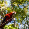 HND COP LasRuinasDeCopan 2019MAY06 Macaws 010 : - DATE, - PLACES, - TRIPS, 10's, 2019, 2019 - Taco's & Toucan's, Americas, Central America, Copán, Copán Ruinas, Day, Honduras, Las Ruinas De Copán, May, Monday, Month, Scarlet Macaws, Year