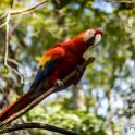 HND COP LasRuinasDeCopan 2019MAY06 Macaws 011 : - DATE, - PLACES, - TRIPS, 10's, 2019, 2019 - Taco's & Toucan's, Americas, Central America, Copán, Copán Ruinas, Day, Honduras, Las Ruinas De Copán, May, Monday, Month, Scarlet Macaws, Year