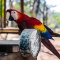 HND COP LasRuinasDeCopan 2019MAY06 Macaws 016 : - DATE, - PLACES, - TRIPS, 10's, 2019, 2019 - Taco's & Toucan's, Americas, Central America, Copán, Copán Ruinas, Day, Honduras, Las Ruinas De Copán, May, Monday, Month, Scarlet Macaws, Year
