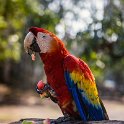 HND COP LasRuinasDeCopan 2019MAY06 Macaws 022 : - DATE, - PLACES, - TRIPS, 10's, 2019, 2019 - Taco's & Toucan's, Americas, Central America, Copán, Copán Ruinas, Day, Honduras, Las Ruinas De Copán, May, Monday, Month, Scarlet Macaws, Year