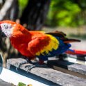 HND COP LasRuinasDeCopan 2019MAY06 Macaws 024 : - DATE, - PLACES, - TRIPS, 10's, 2019, 2019 - Taco's & Toucan's, Americas, Central America, Copán, Copán Ruinas, Day, Honduras, Las Ruinas De Copán, May, Monday, Month, Scarlet Macaws, Year