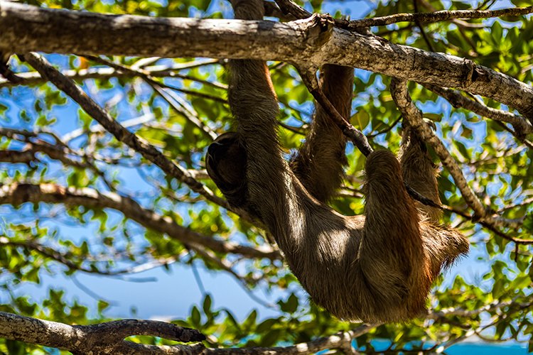 HND IDLB Roatan FrenchCay 2019MAY08 SlothHangout 013