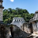MEX CHP Palenque 2019APR06 ZonaArqueologica 074 : - DATE, - PLACES, - TRIPS, 10's, 2019, 2019 - Taco's & Toucan's, Americas, April, Chiapas, Day, Mexico, Month, North America, Palenque, Saturday, South Pacific Coast, Year, Zona Arqueológica Palenque