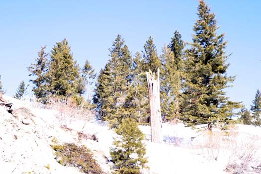 2004FEB22 USA ID BogusBasin 021