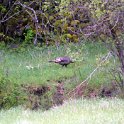 2005MAY07 USA ID Riggins 021 : 2005, Americas, Date, Idaho, May, Month, North America, Places, Riggins, USA, Year