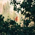 2000MAY22 USA ID WidernessRanch 003 : 2002, Americas, Date, Idaho, May, Month, North America, Places, USA, Widerness Ranch, Year
