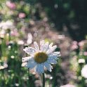 2000MAY22 USA ID WidernessRanch 013 : 2002, Americas, Date, Idaho, May, Month, North America, Places, USA, Widerness Ranch, Year