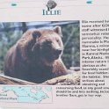 USA MT WestYellowstone 2004NOV01 GAWDC 004 : 2004, 2004 - Yellowstone Travels, Americas, Grizzly Discovery Center, Montana, North America, November, USA, West Yellowstone