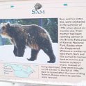 USA MT WestYellowstone 2004NOV01 GAWDC 005 : 2004, 2004 - Yellowstone Travels, Americas, Grizzly Discovery Center, Montana, North America, November, USA, West Yellowstone