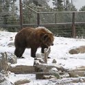 USA MT WestYellowstone 2004NOV01 GAWDC 008 : 2004, 2004 - Yellowstone Travels, Americas, Grizzly Discovery Center, Montana, North America, November, USA, West Yellowstone