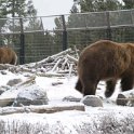USA MT WestYellowstone 2004NOV01 GAWDC 009 : 2004, 2004 - Yellowstone Travels, Americas, Grizzly Discovery Center, Montana, North America, November, USA, West Yellowstone