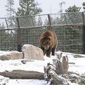 USA MT WestYellowstone 2004NOV01 GAWDC 010 : 2004, 2004 - Yellowstone Travels, Americas, Grizzly Discovery Center, Montana, North America, November, USA, West Yellowstone