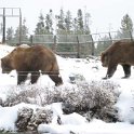 USA MT WestYellowstone 2004NOV01 GAWDC 015 : 2004, 2004 - Yellowstone Travels, Americas, Grizzly Discovery Center, Montana, North America, November, USA, West Yellowstone