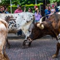 USA TX FortWorth 2019MAY22 013 : - DATE, - PLACES, - TRIPS, 10's, 2019, 2019 - Taco's & Toucan's, Americas, DFW, Day, Fort Worth, May, Month, North America, Stockyards, Texas, USA, Wednesday, Year
