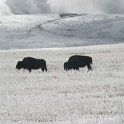 USA WY YellowstoneNP 2004NOV01 LowerGeyserBasin 008 : 2004, 2004 - Yellowstone Travels, Americas, Lower Geyser Basin, National Park, North America, November, USA, Wyoming, Yellowstone