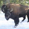 USA WY YellowstoneNP 2004NOV01 UpperFalls 015 : 2004, 2004 - Yellowstone Travels, Americas, National Park, North America, November, Upper Falls, USA, Wyoming, Yellowstone