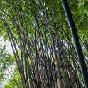 AS CHN SW SIC LES Emeishan 2017AUG16 004 : 2017, 2017 - EurAisa, Asia, August, China, DAY, Eastern Asia, Emeishan, Leshan, Sichuan, Southwest, Wednesday