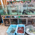 AS CHN SW SIC LES Emeishan 2017AUG16 010  You name it ….. fish, chicken, snails, yabbies, frogs - it’s all fresh as its still alive and awaiting your dining pleasure. : 2017, 2017 - EurAisa, Asia, August, China, DAY, Eastern Asia, Emeishan, Leshan, Sichuan, Southwest, Wednesday